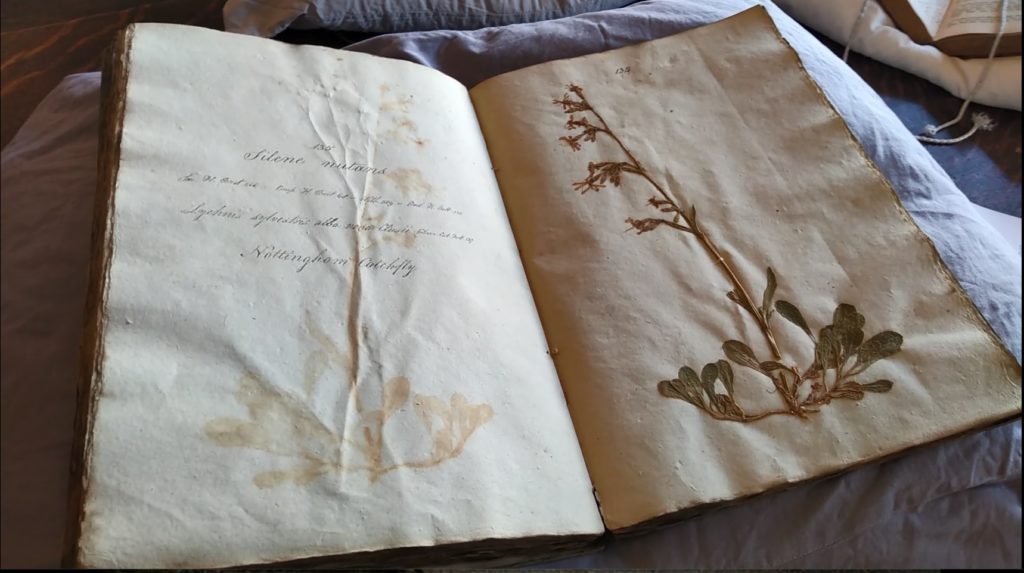 Volume of the herbarium, open to the specimen of Nottingham Catchfly