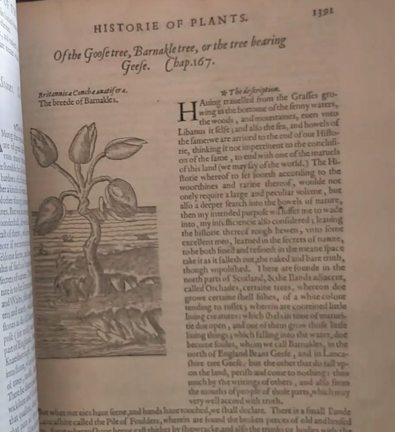 Description and illustration of a Barnacle Goose Tree from Gerard's Herbal