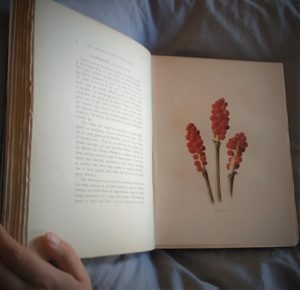 Illustration of Cuckoo Pint